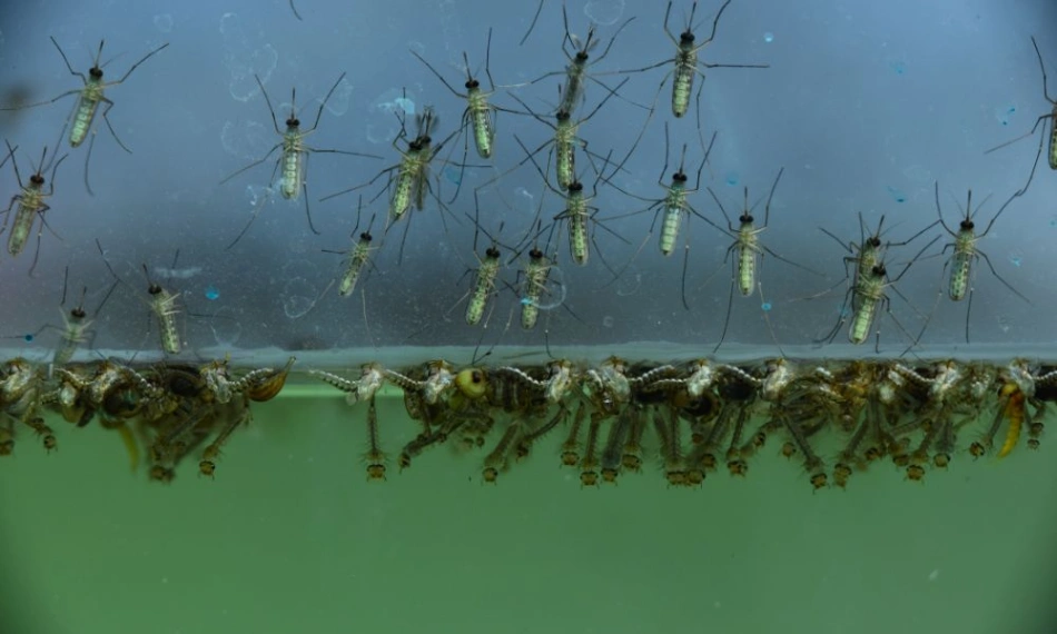 Mosquito Control Miami