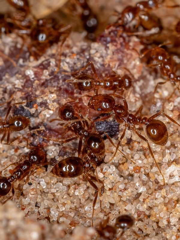 Pest Protection Program Miami FL