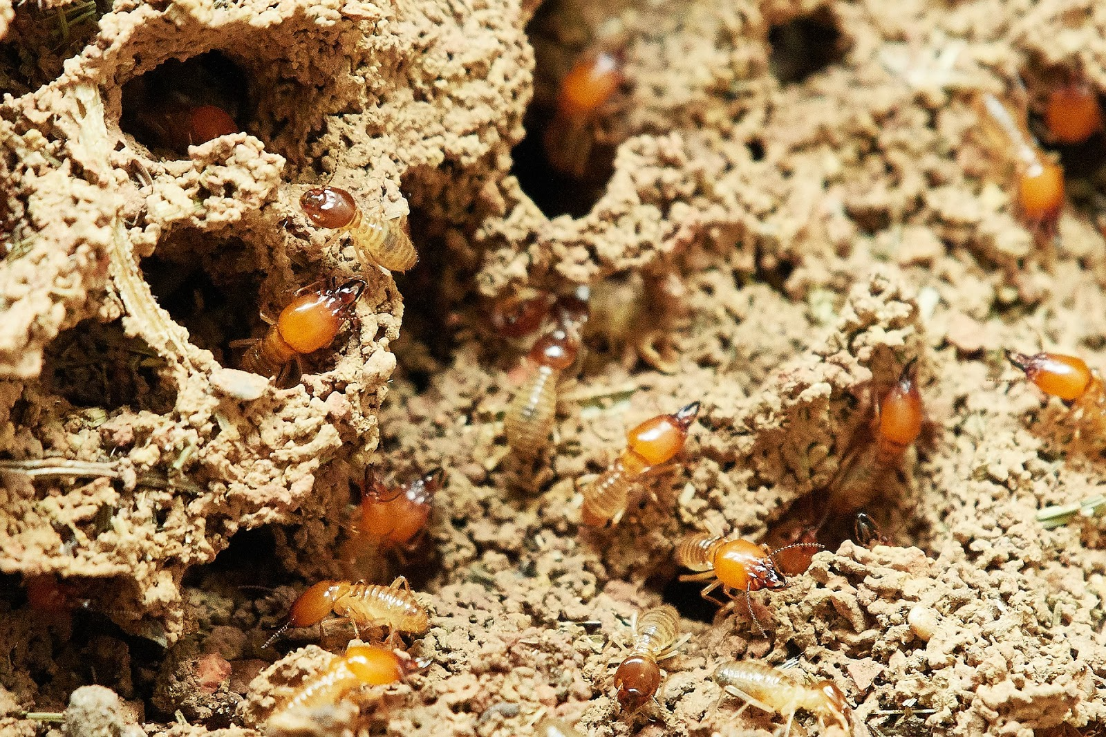 Termite Control Miami