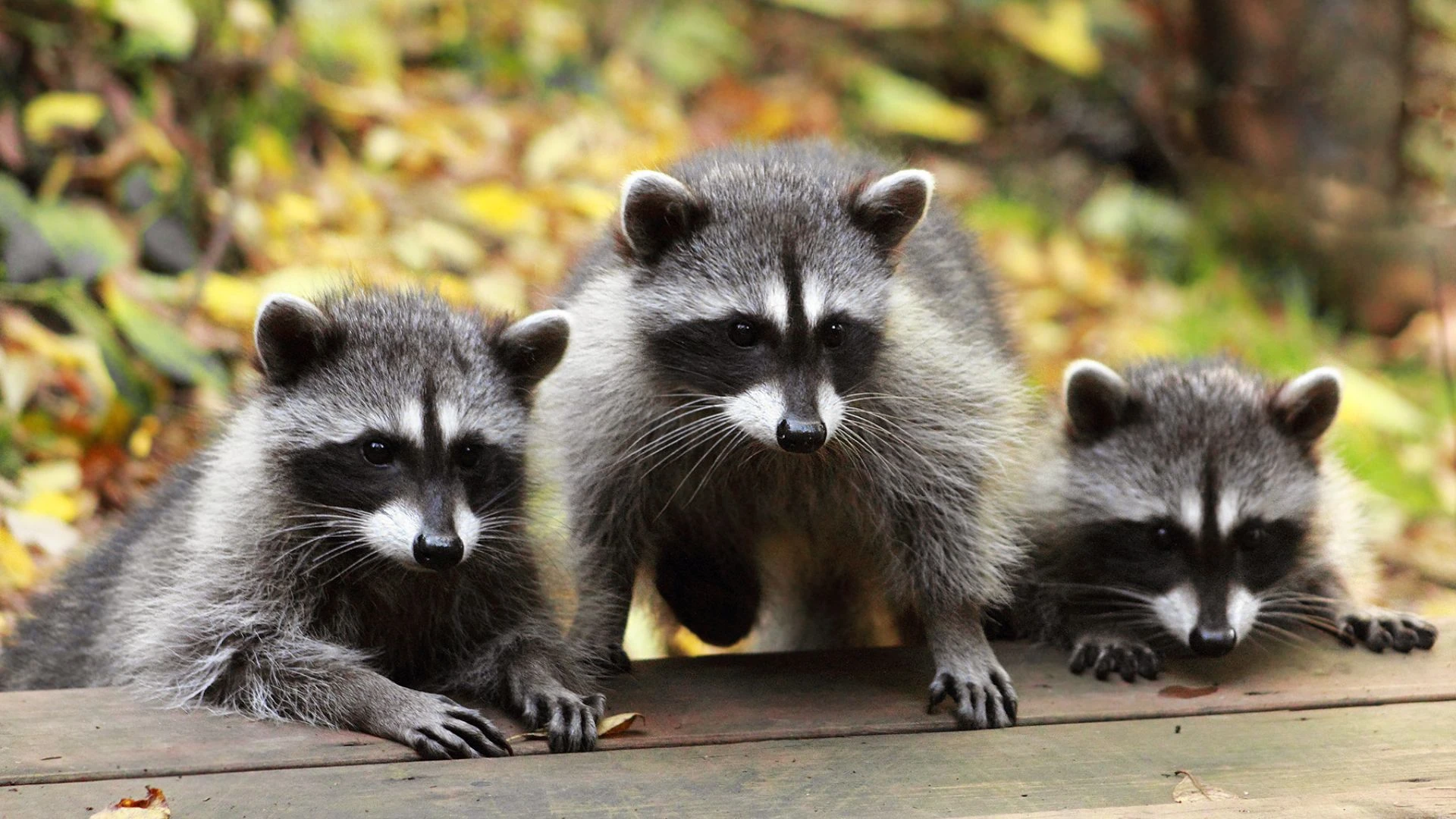 Wildlife Control 12 Wildlife Control Miami