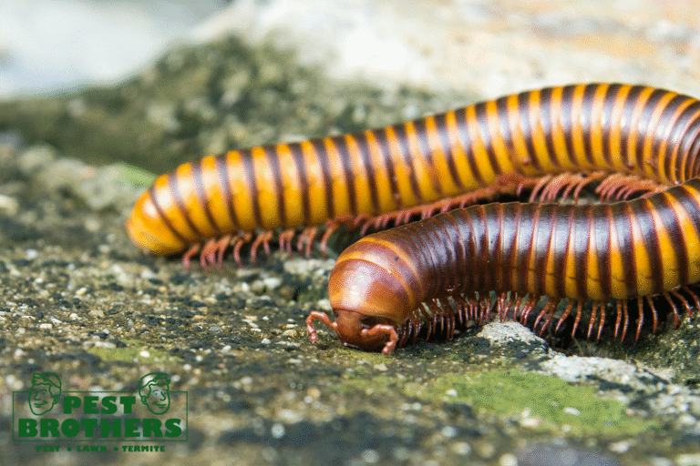 What Do Millipedes Eat? Understanding Their Diet and How to Prevent Infestations in Your Home 6 milliede
