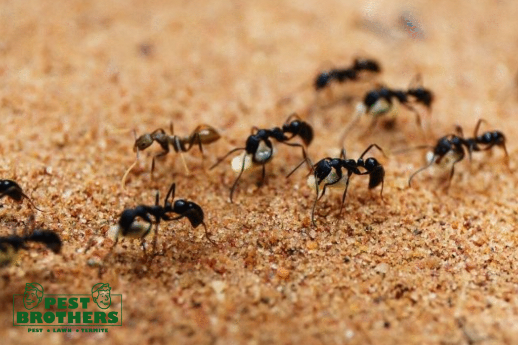 Black Ants in Weston, FL: Are They a Sign of Bigger Pest Problems? 2 ant