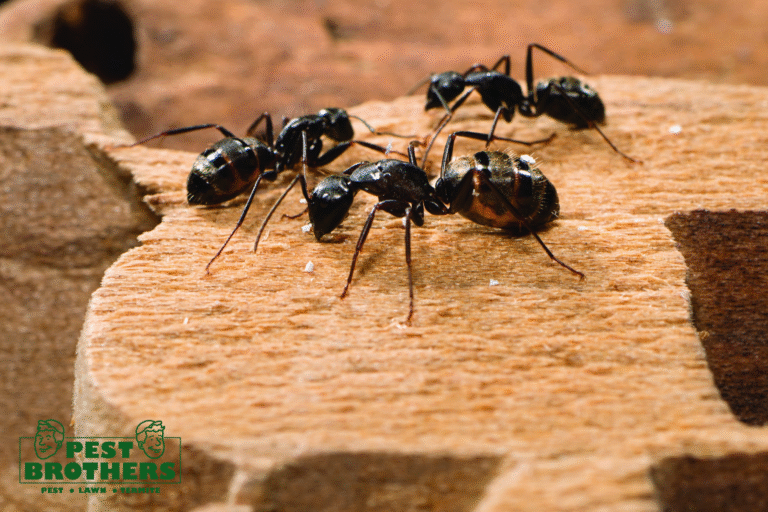 Black Ants in Weston, FL: Are They a Sign of Bigger Pest Problems? 3 ant