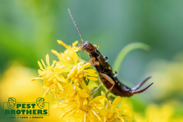 earwig