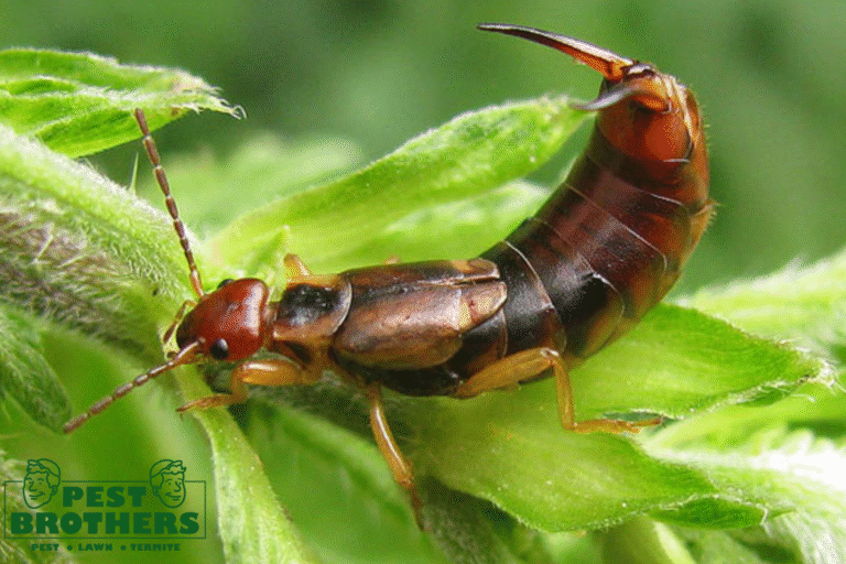 Garden Snackers: Are Earwigs Eating Your Plants or Protecting Them? 5 earwig