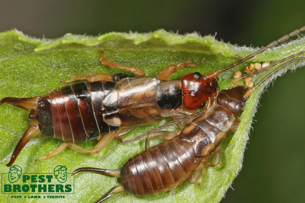 Garden Snackers: Are Earwigs Eating Your Plants or Protecting Them? 2 earwig