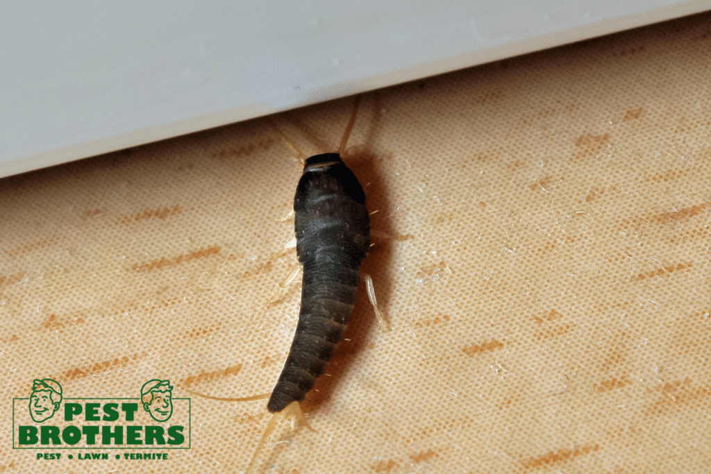 How to Get Rid of Silverfish Quickly and Effectively 2 image 1