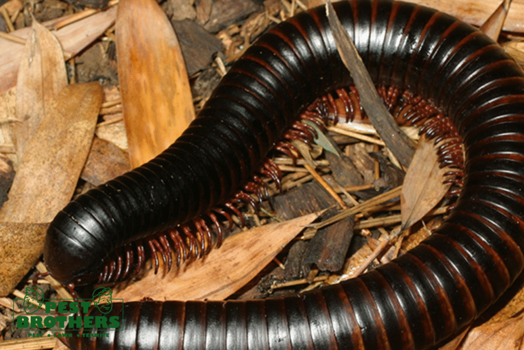 millipedes