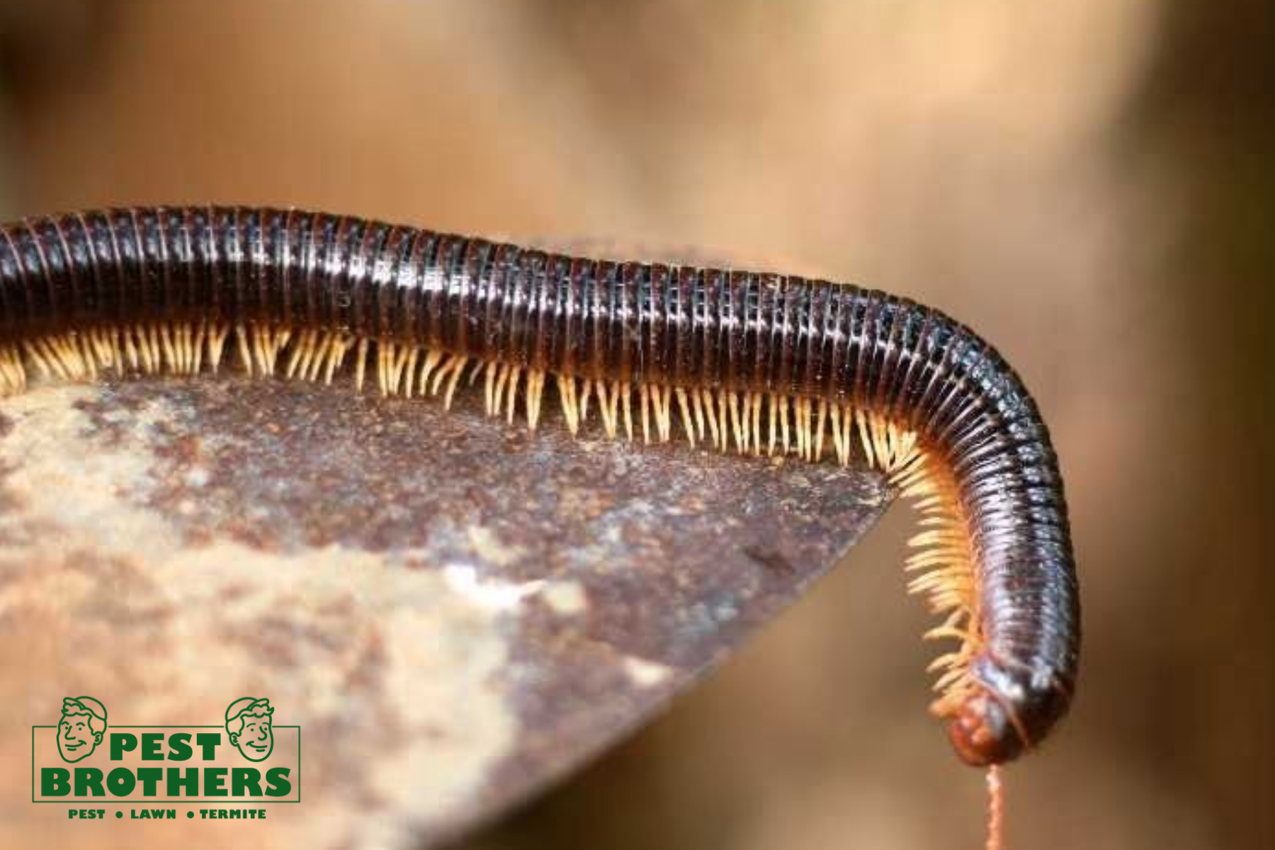 How to Prevent Millipedes in the House 1 millipede