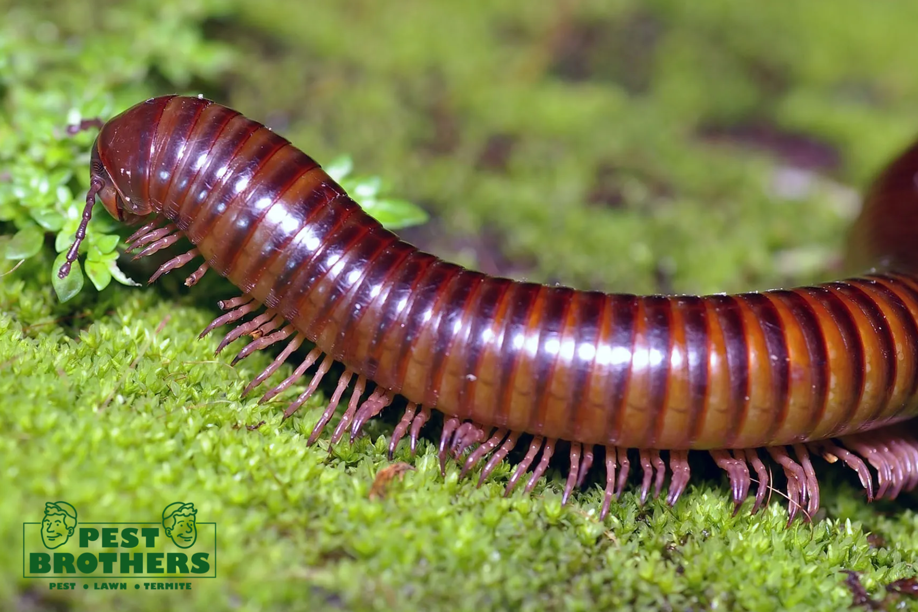 millipedes