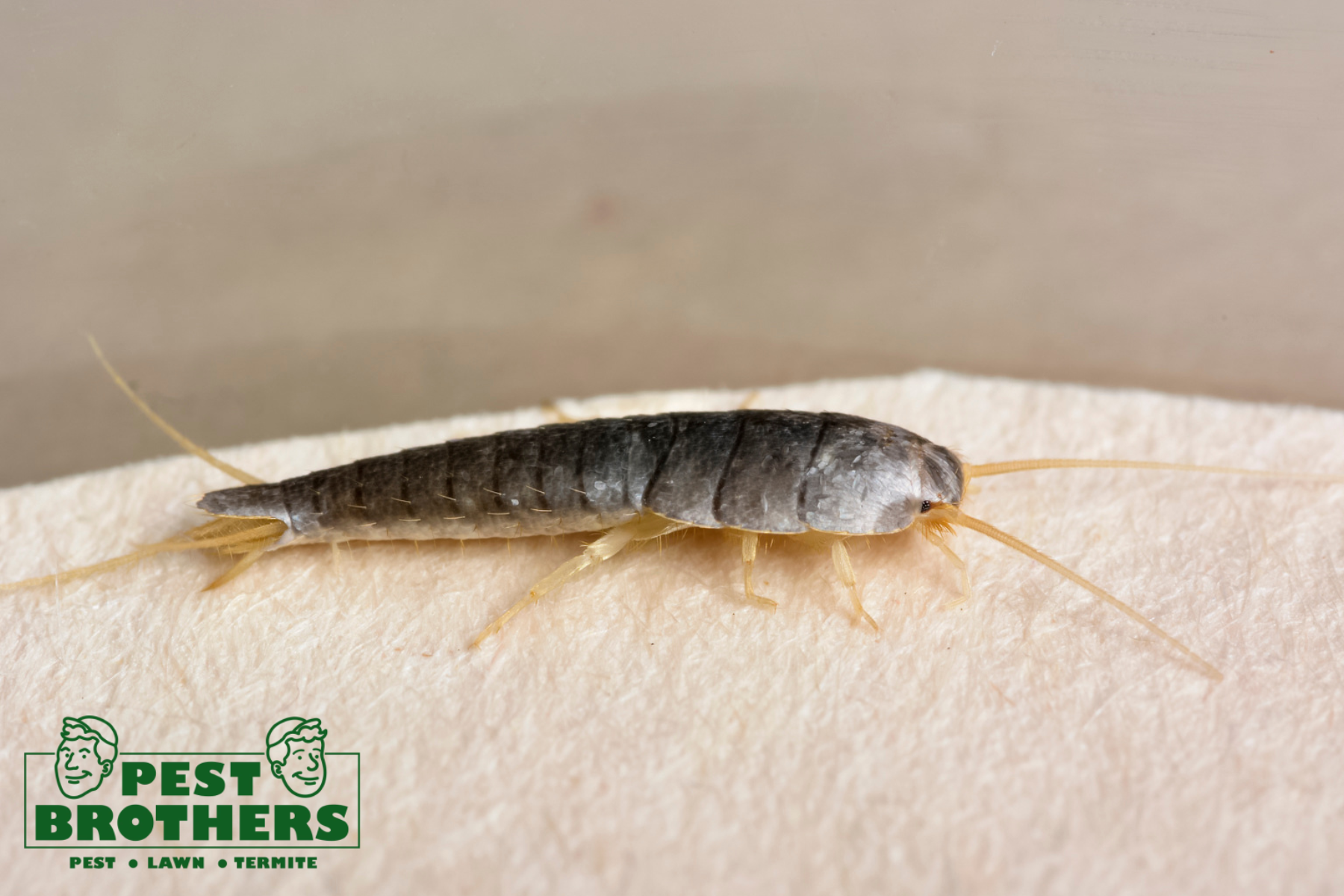 How to Get Rid of Silverfish Quickly and Effectively 1 silverfish