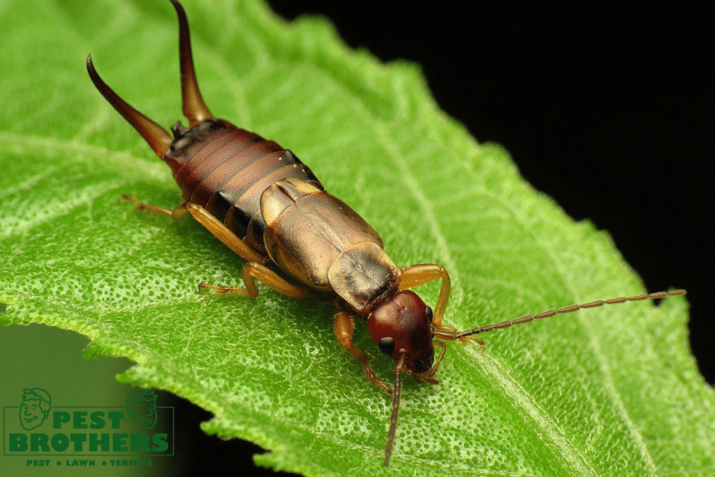 Are Earwigs a Sign of Infestation or Something Else? Here’s What You Need to Know 2 earwigs