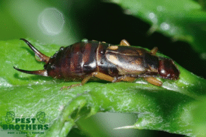 earwigs