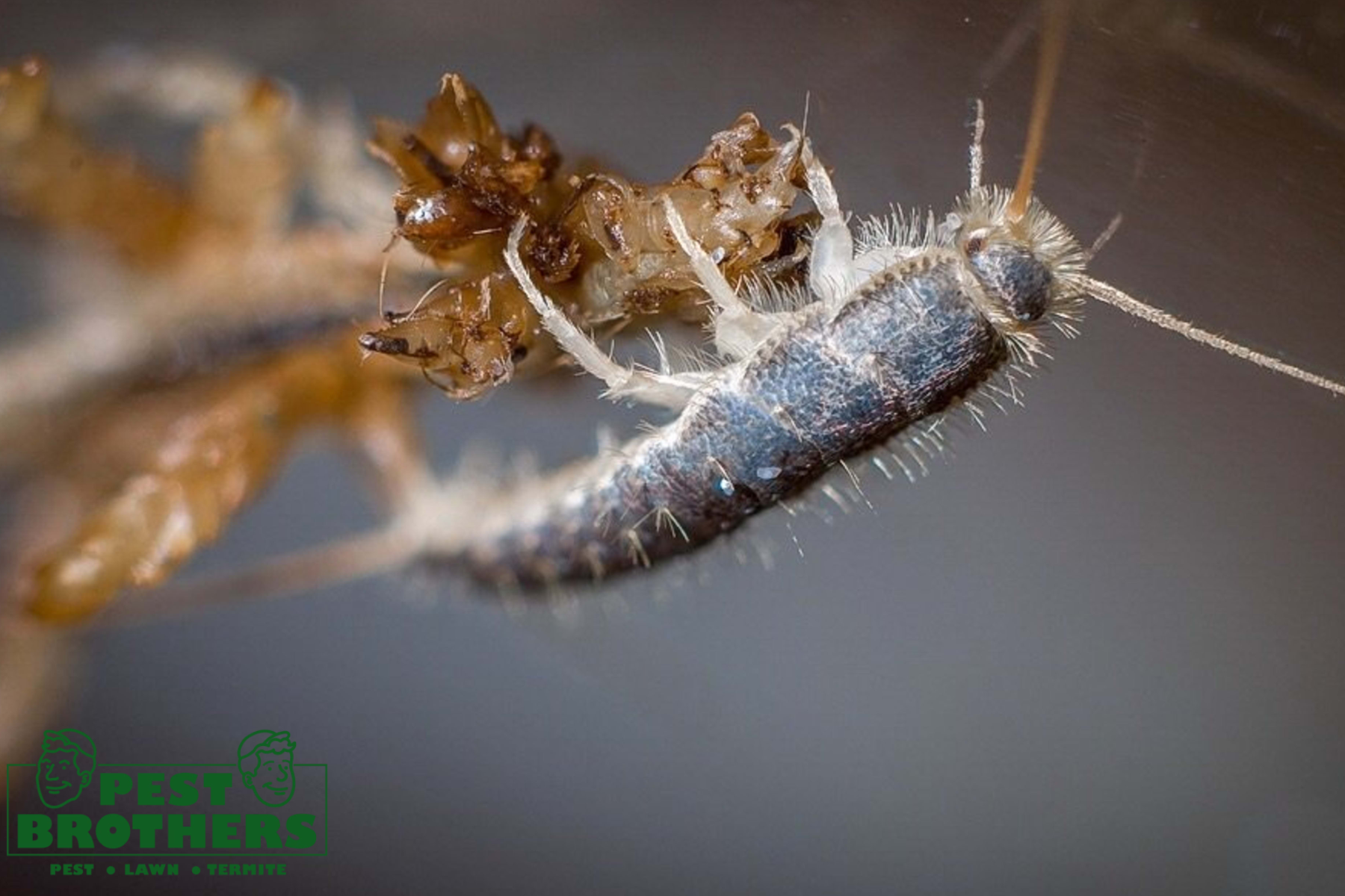 How to Get Rid of Silverfish Quickly and Effectively 1 silverfish