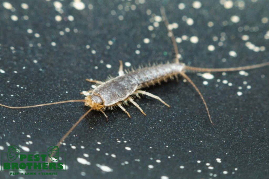 How to Get Rid of Silverfish Quickly and Effectively 2 silverfish