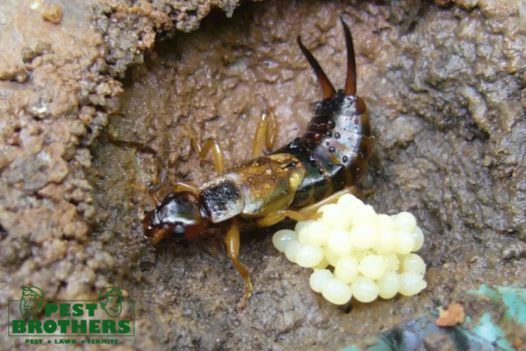 Worried About Earwigs? Here’s What to Do If You Think You’ve Been Bitten 3 earwig