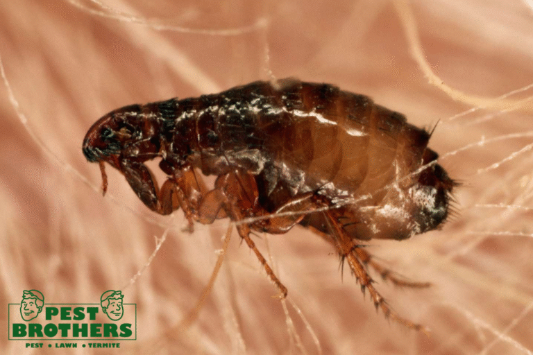 Fleas Without a Host: How Long They Last and Why It Matters for Your Home 3 fleas
