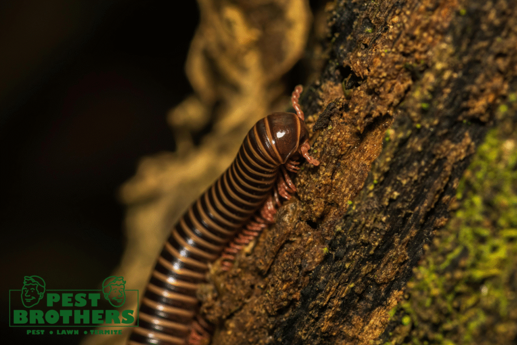 millipede