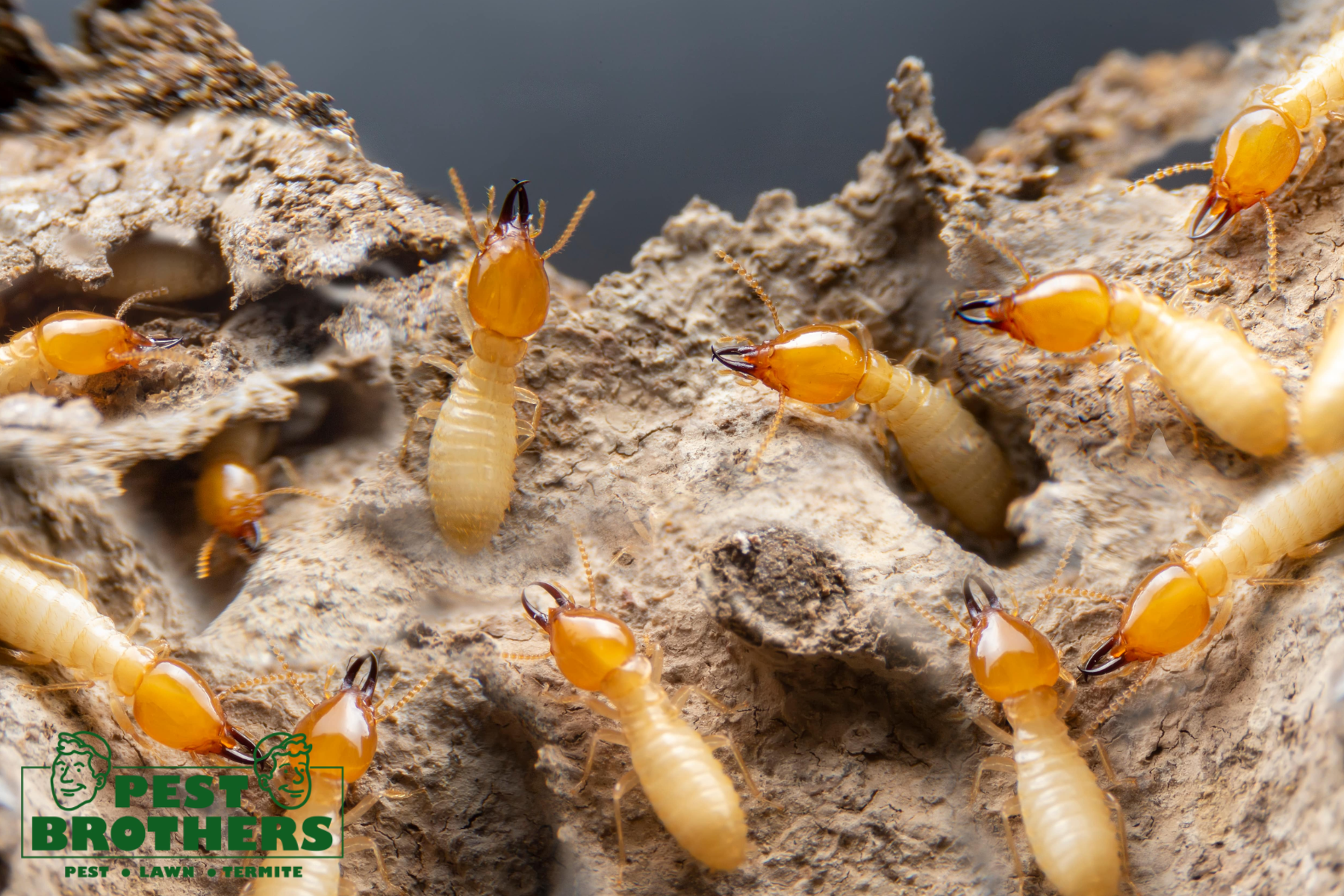 Flying Invaders: Why Winged Termites Are a Bigger Problem Than You Think 1 termites
