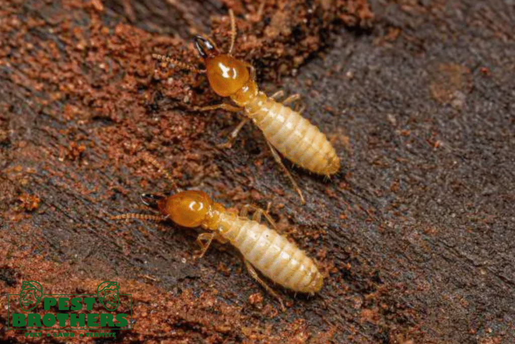 Flying Invaders: Why Winged Termites Are a Bigger Problem Than You Think 2 termites