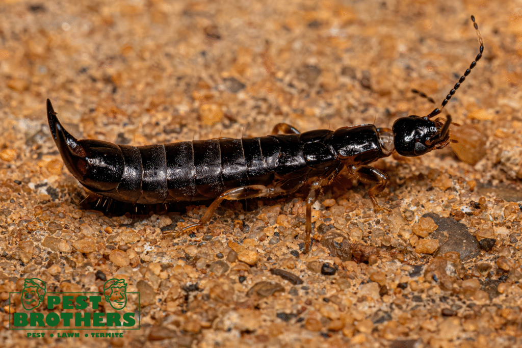 earwig