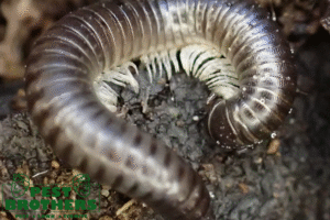 millipede control