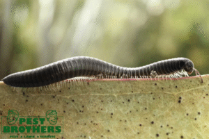 millipede control