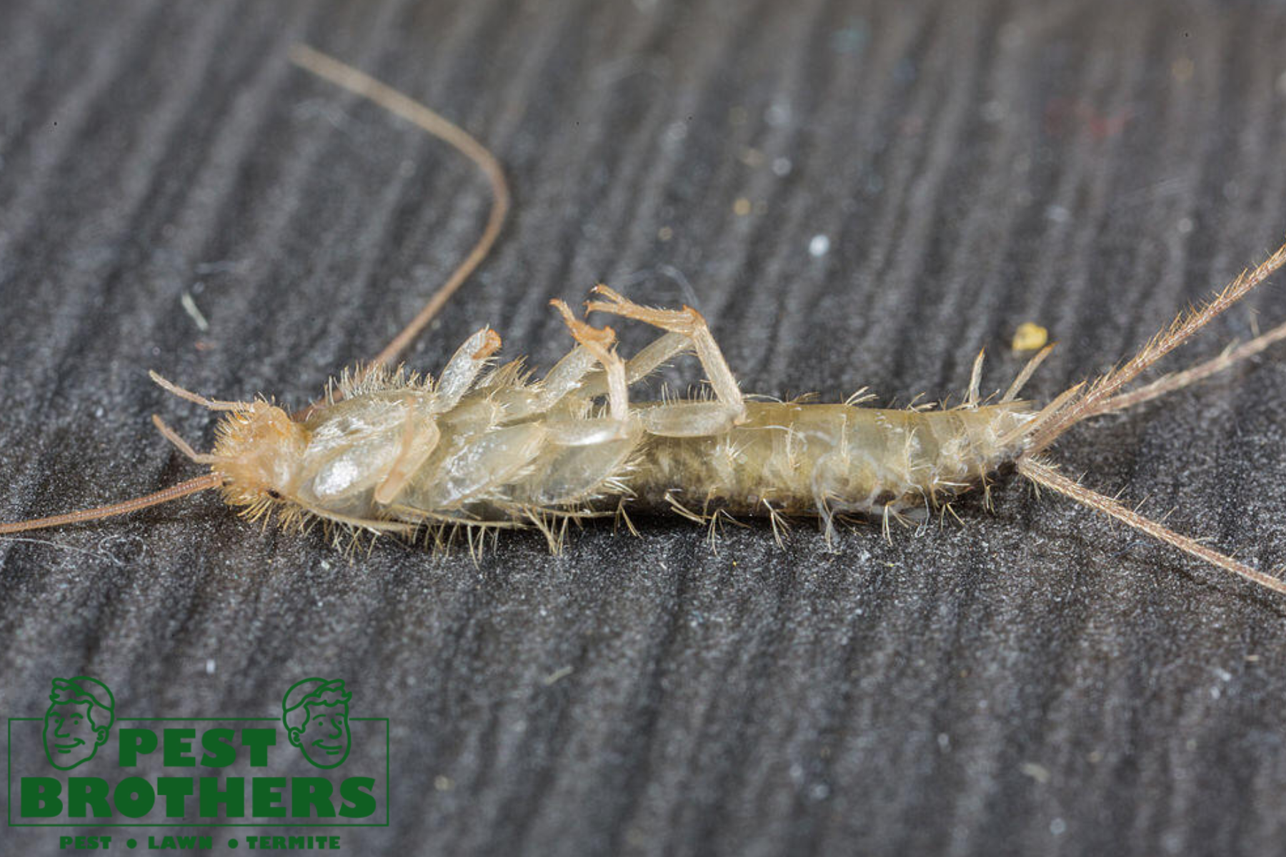 Are Silverfish Bites Common in Aventura, FL? How to Spot Them and Protect Yourself 1 silverfish control