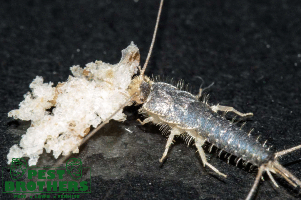 Are Silverfish Bites Common in Aventura, FL? How to Spot Them and Protect Yourself 2 silverfish control