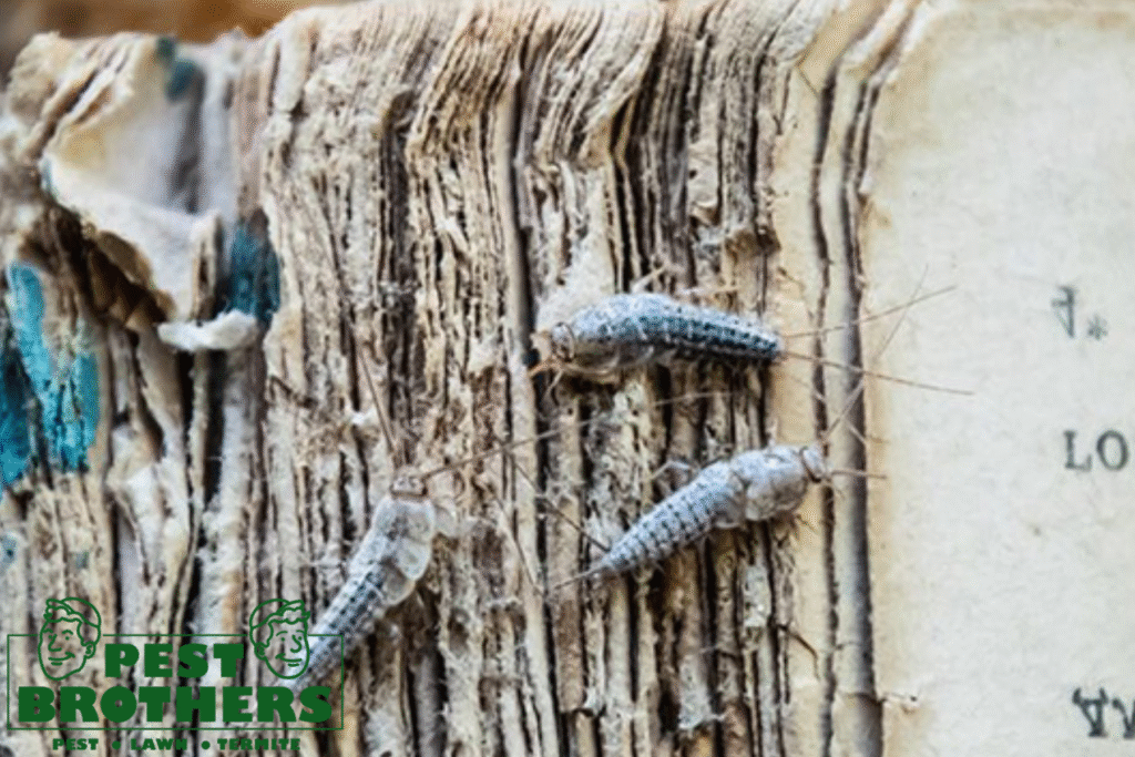 What Attracts Silverfish to Your Aventura Home and How to Keep Them Away 2 silverfish control