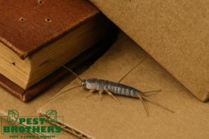 silverfish control