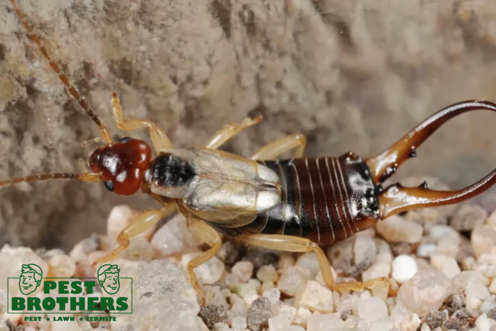 Protect Your Plants: Can Earwigs Damage Your Landscaping in Gables, FL? 2 earwigs