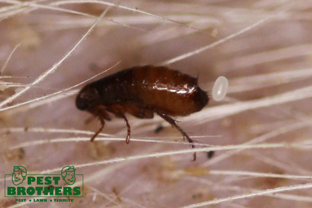 Flea-Free in Cutler Bay: The Best Ways to Treat Fleas in Your Home and Yard 2 flea