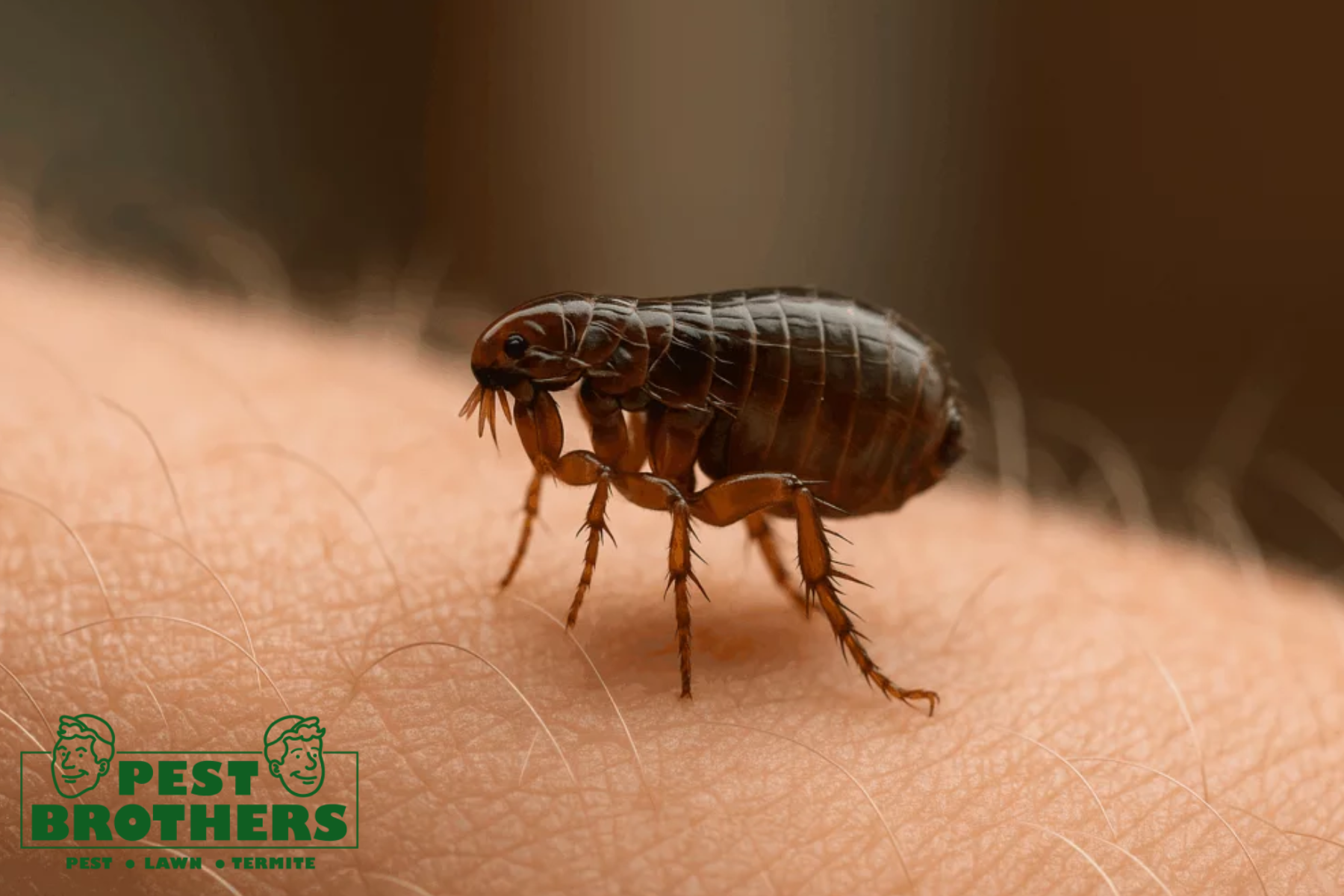 Flea-Free in Cutler Bay: The Best Ways to Treat Fleas in Your Home and Yard 1 flea
