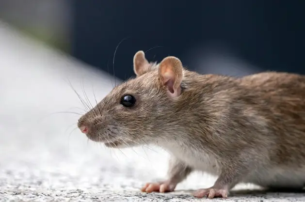 pest control homestead 2