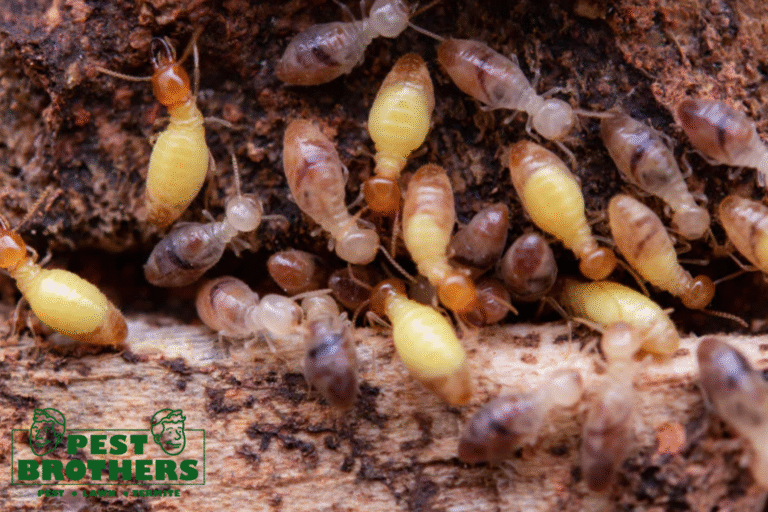 Termite Damage in Gables: Key Signs You Need to Look For 3 termite