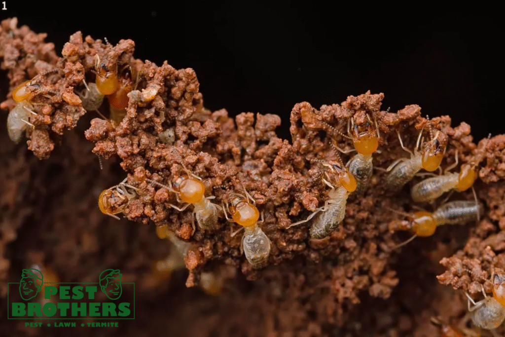 Termite Damage in Gables: Key Signs You Need to Look For 2 termite