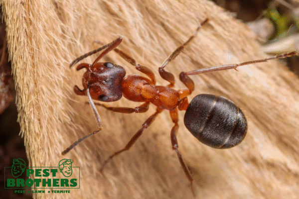 Kendale Lakes Pest Control