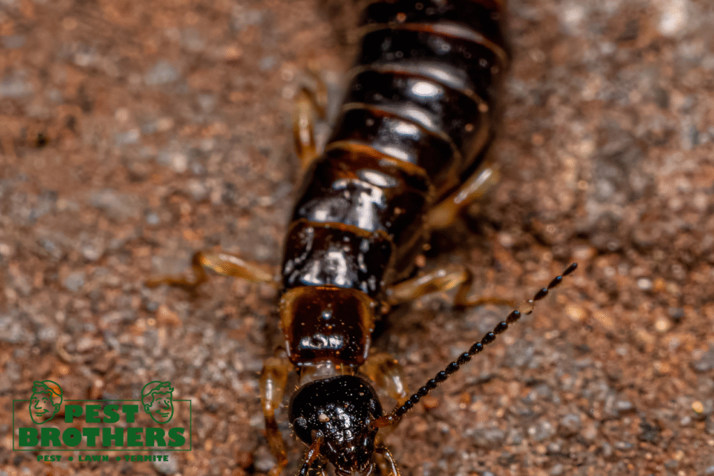 earwig
