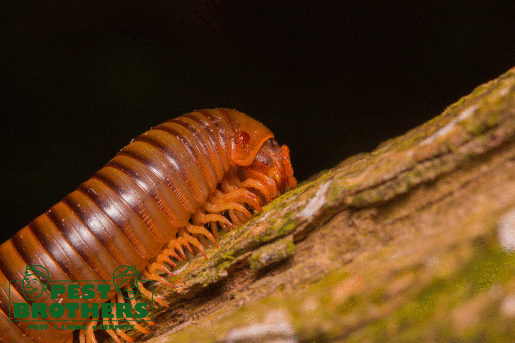 millipede