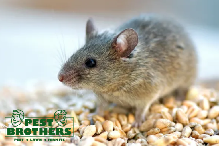 What to Do If You Find Mouse Droppings in Your Westchester Home: Expert Tips for Cleanup and Prevention 6 mouse