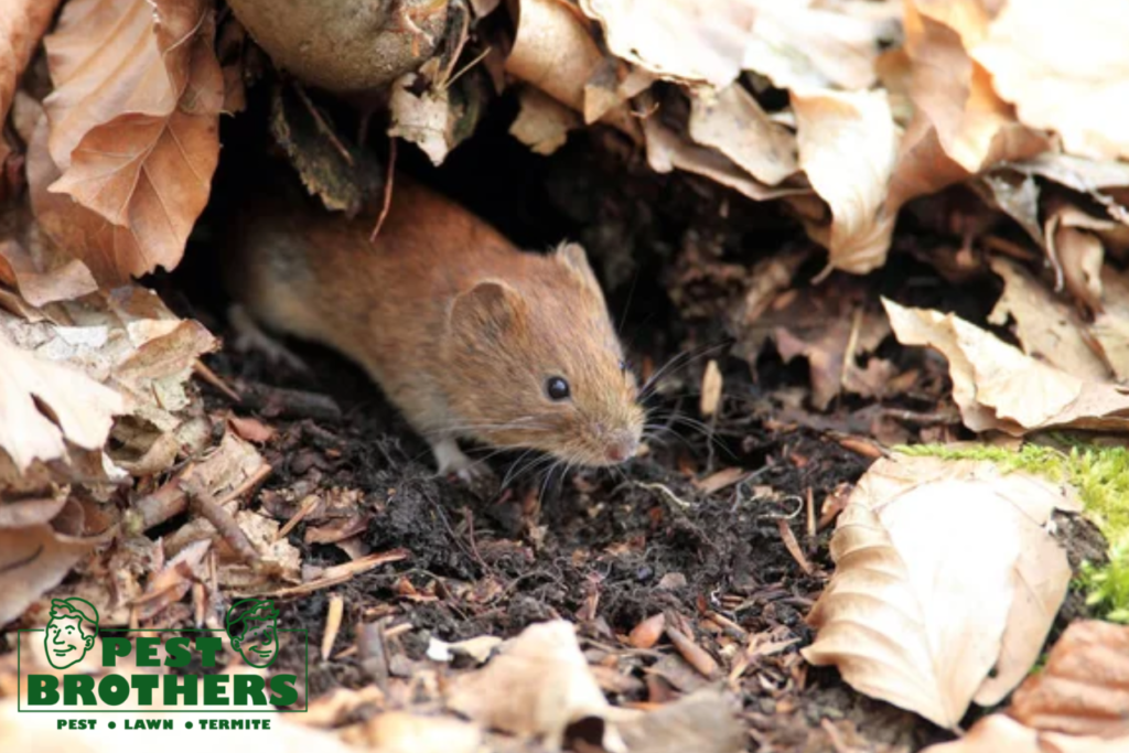 Say Goodbye to Rats and Mice: Best Ways to Protect Your Aventura Attic 8 rodent