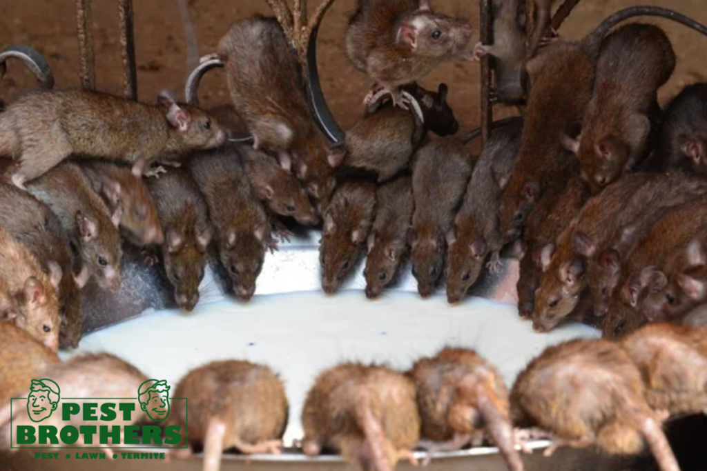 How Often Should I Schedule General Pest Control Service in Aventura to Keep Pests Away Year-Round? 5 rodents