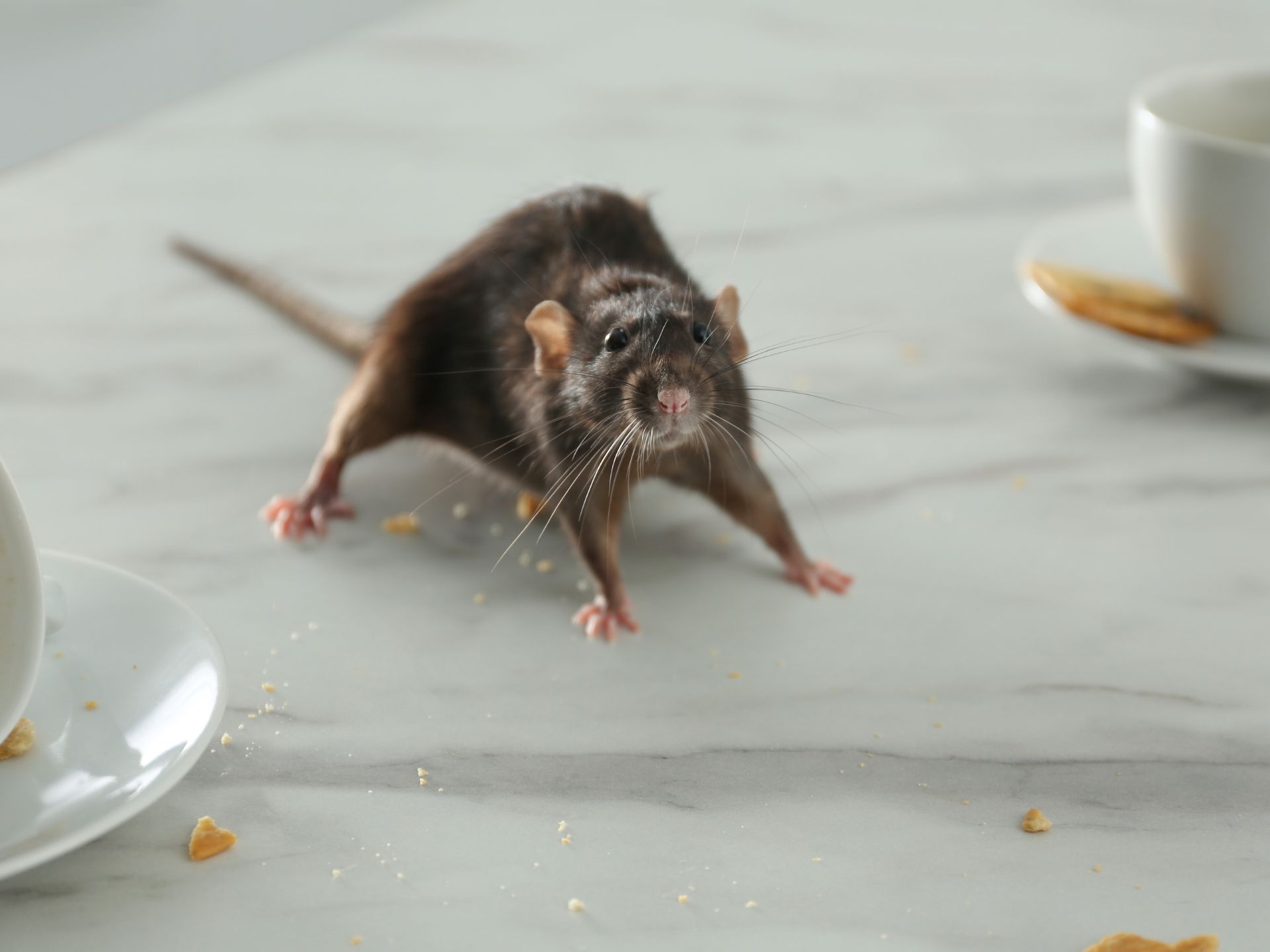 Pinecrest FL Pest Control