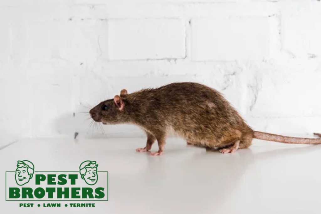 How Can I Tell If I Really Have a Rat or Mouse Infestation in My Westchester Home 2 rodent