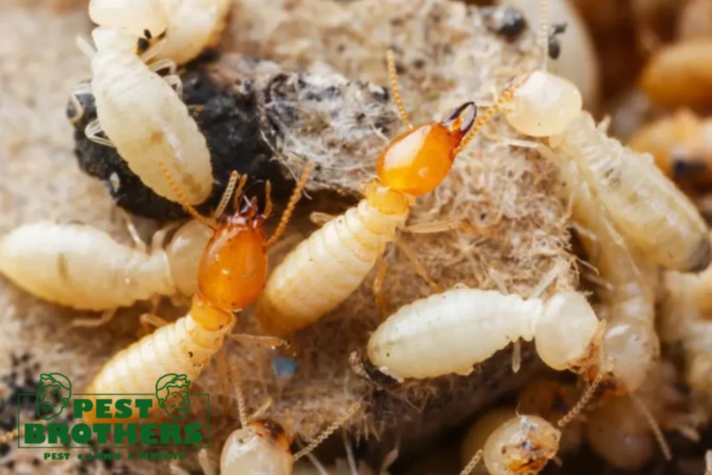 Close up termites