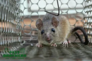 Rat in cage mousetrap