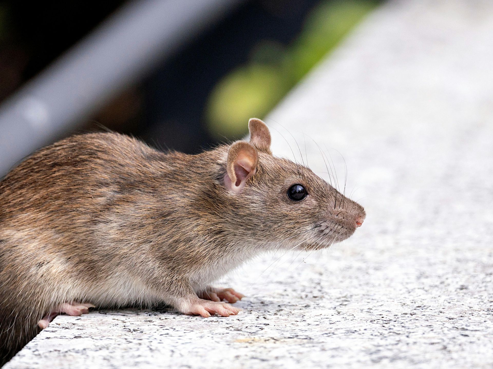 florida city pest control