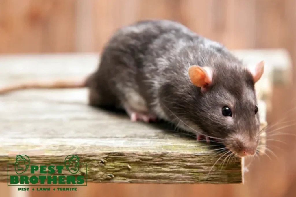Why Rodents Return After Exclusion: The Role of Pheromone Trails in the Sub-Crawlspace 6 rodent