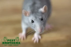 rat is looking at the camera
